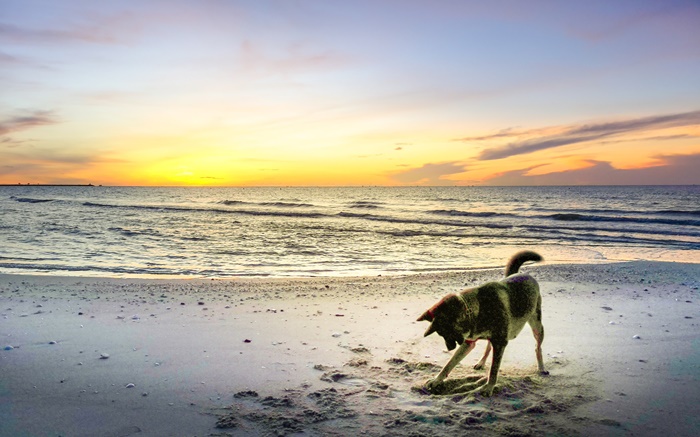 A Dog and At Sunset taken with Huawei P20 Pro by Suwat