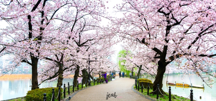 sakura in japan